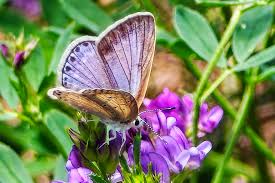 Attēlu rezultāti vaicājumam “Plebejus argyrognomon”