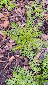 Attēlu rezultāti vaicājumam “Cardamine impatiens”