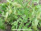 of mosaic virus,