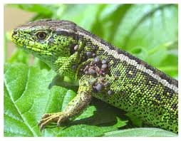 Attēlu rezultāti vaicājumam “Lacerta vivipara female”