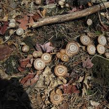 Attēlu rezultāti vaicājumam “Collaria rubens spores”