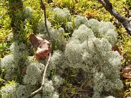 Attēlu rezultāti vaicājumam “Cladonia stellaris”