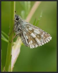 Attēlu rezultāti vaicājumam “Pyrgus serratulae”