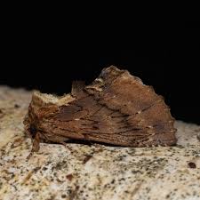 Attēlu rezultāti vaicājumam “Ptilodon capucina imago”