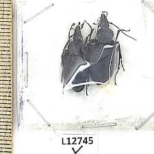 Attēlu rezultāti vaicājumam “Cychrus caraboides”