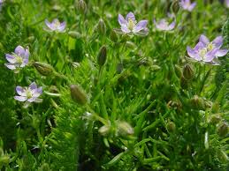 Attēlu rezultāti vaicājumam “Spergularia rubra”