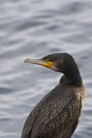 Attēlu rezultāti vaicājumam “Phalacrocorax carbo”