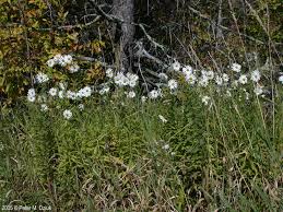 Image result for Leucanthemella serotina
