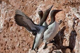 Image result for Uria aalge