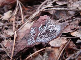 Attēlu rezultāti vaicājumam “Diderma rufostriatum spores”