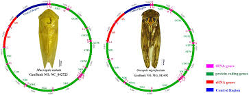 Attēlu rezultāti vaicājumam “Oncopsis sp.”