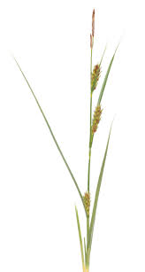 Attēlu rezultāti vaicājumam “Carex hirta fruit”