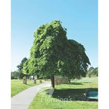 Attēlu rezultāti vaicājumam “Ulmus glabra”