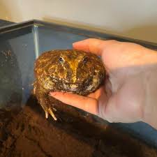 Image result for Bath Amphibians