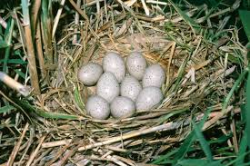 Attēlu rezultāti vaicājumam “Fulica atra eggs”