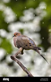 Image result for Zenaida macroura