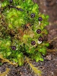 Attēlu rezultāti vaicājumam “Fossombronia foveolata spores”
