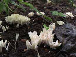 Attēlu rezultāti vaicājumam “Tremellodendropsis tuberosa”