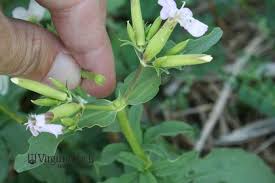 Attēlu rezultāti vaicājumam “Saponaria officinalis flower”