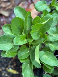 Attēlu rezultāti vaicājumam “Eryngium planum leaf”