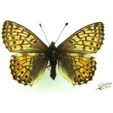 Attēlu rezultāti vaicājumam “Lycaena alciphron underside”