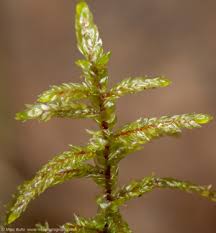 Attēlu rezultāti vaicājumam “Pleurozium schreberi sporophyte”