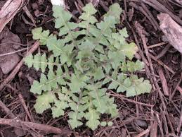 Attēlu rezultāti vaicājumam “Sisymbrium altissimum leaf”