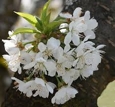 Attēlu rezultāti vaicājumam “Prunus avium flower”