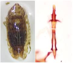 Attēlu rezultāti vaicājumam “Macrosteles nymph”