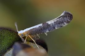 Attēlu rezultāti vaicājumam “Argyresthia semifusca”