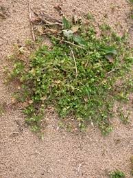Attēlu rezultāti vaicājumam “Stellaria pallida”