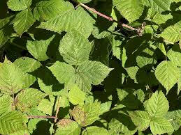 Attēlu rezultāti vaicājumam “Rubus caesius”