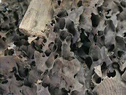 Attēlu rezultāti vaicājumam “Lasius fuliginosus”