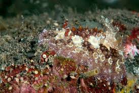 Attēlu rezultāti vaicājumam “Lindbladia tubulina spores”