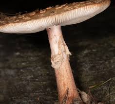 Attēlu rezultāti vaicājumam “Amanita rubescens”