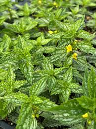 Attēlu rezultāti vaicājumam “Lamiastrum galeobdolon bud”