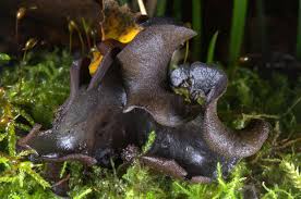 Attēlu rezultāti vaicājumam “Ionomidotis irregularis”