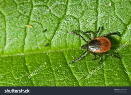 Attēlu rezultāti vaicājumam “Ixodes female”