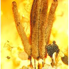 Attēlu rezultāti vaicājumam “Diachea muscorum young”