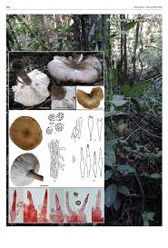 Image result for Melanoleuca rasilis var. pseudoluscina