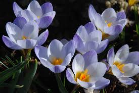 Attēlu rezultāti vaicājumam “Crocus”