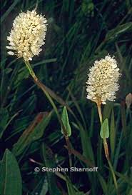 Attēlu rezultāti vaicājumam “Bistorta major flower”