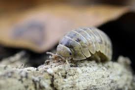 Attēlu rezultāti vaicājumam “Euura brevicornis”