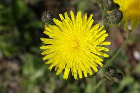 Attēlu rezultāti vaicājumam “Sonchus oleraceus bud”