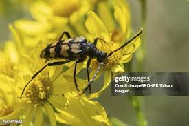 Attēlu rezultāti vaicājumam “Leptura annularis”