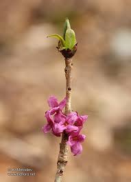 Attēlu rezultāti vaicājumam “Daphne mezereum leaf”