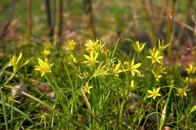 Attēlu rezultāti vaicājumam “Gagea pratensis flower”