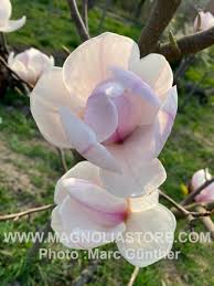 Attēlu rezultāti vaicājumam “Magnolia cylindrica”