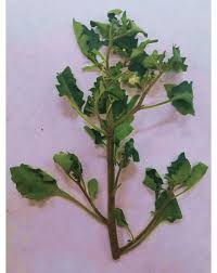 Attēlu rezultāti vaicājumam “Solanum nigrum leaf”