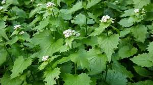 Attēlu rezultāti vaicājumam “Galium rivale fruit”